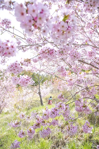 2023 Apr. 一の谷